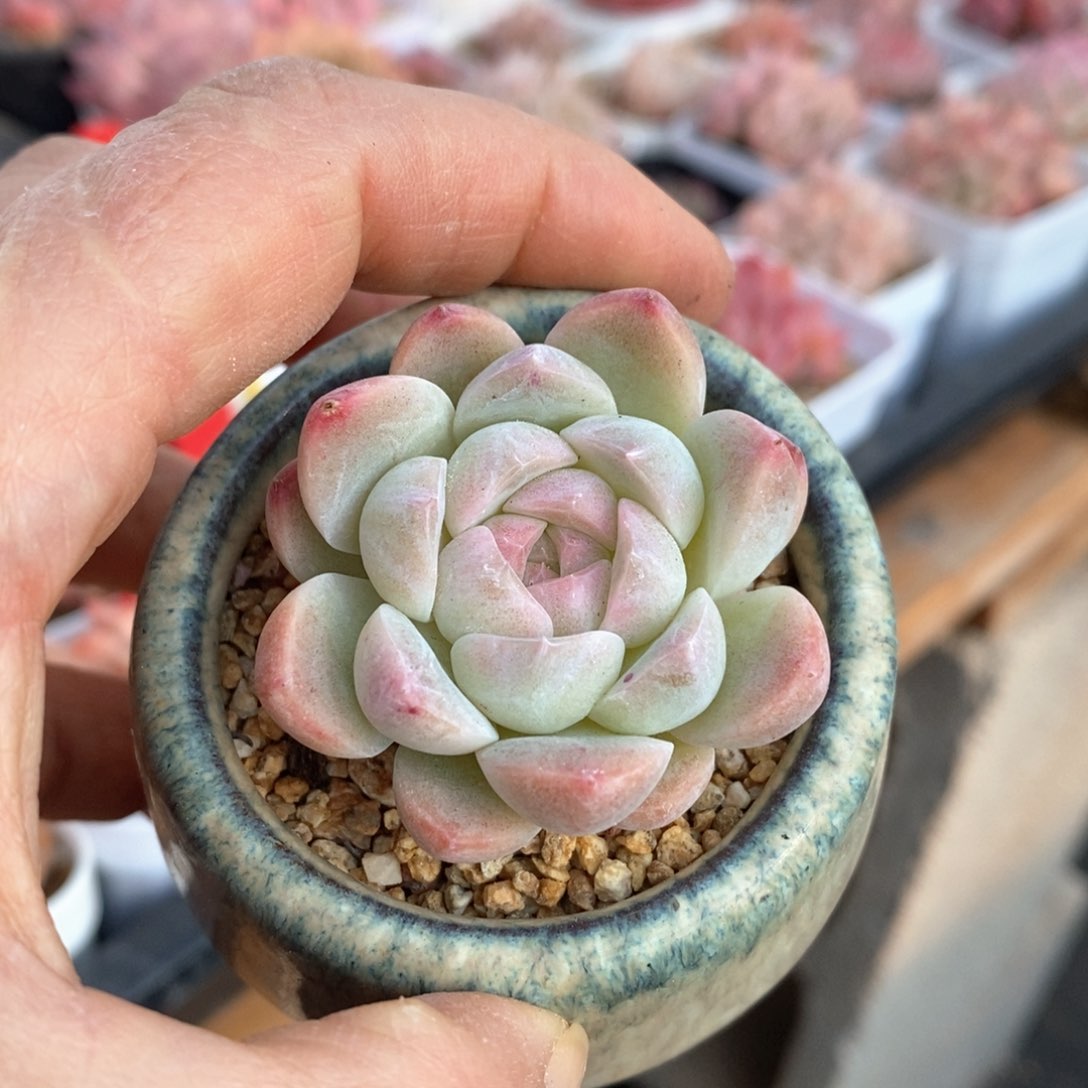 精品多肉一物一拍不包整86