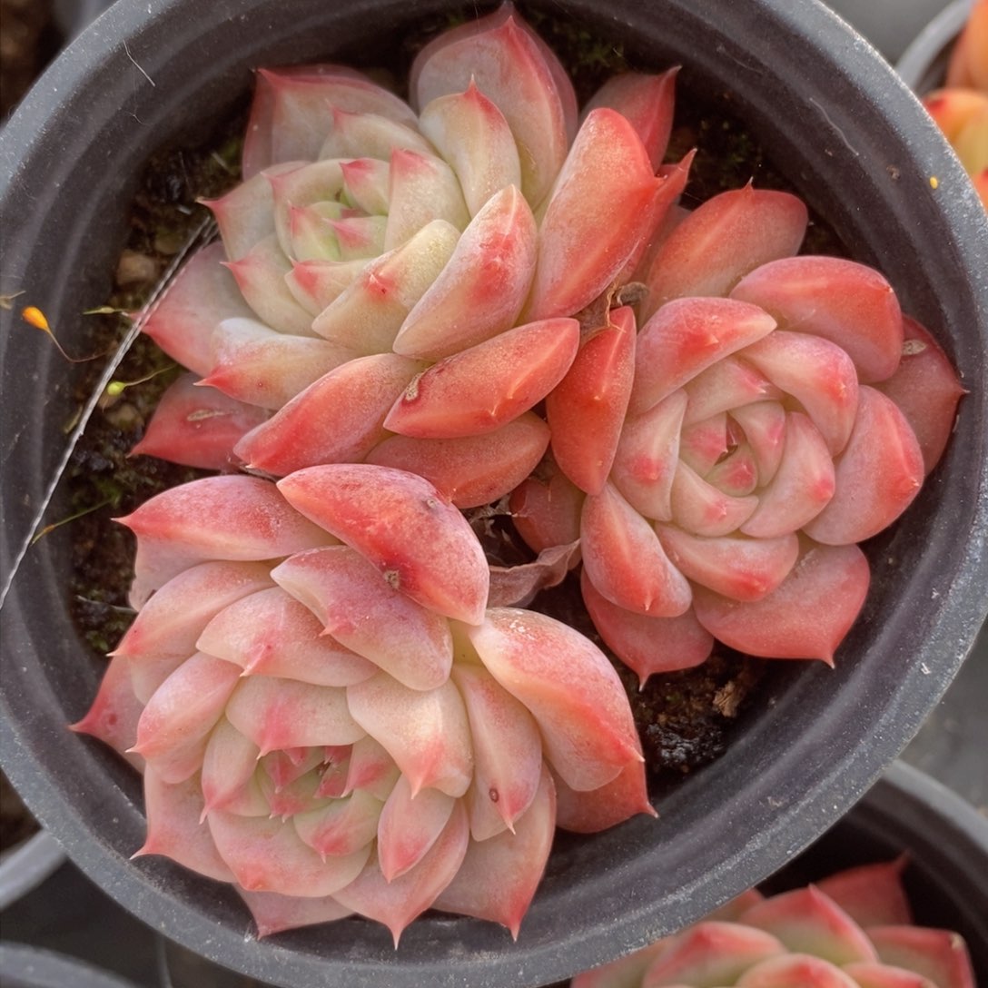 可问主播品种，下滑链接更多品种选择多肉