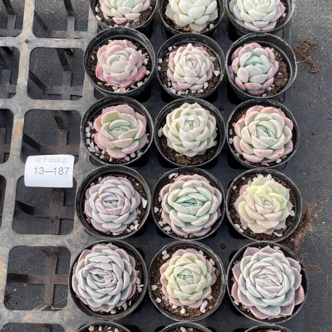 一物一拍18颗13-187