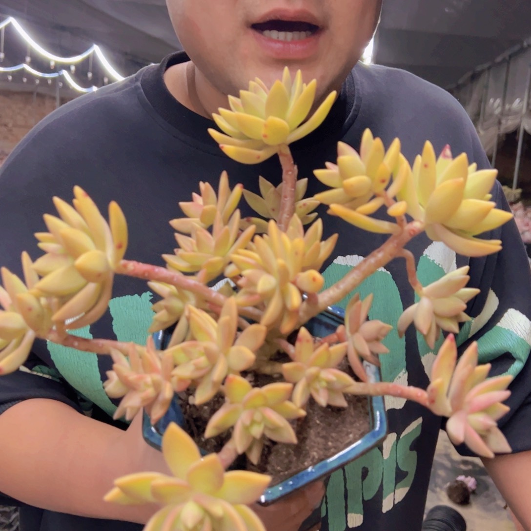 黄金布丁整桩整群