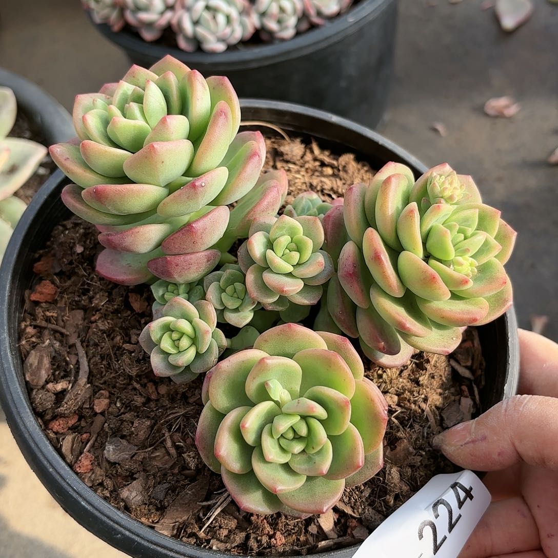 同温层多肉拉萨224