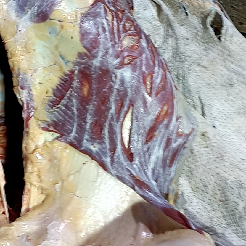 襄回人家清真牛腩牛肉炖烧新鲜新鲜牛肉