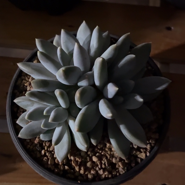 一物一拍，黄胖哥特。