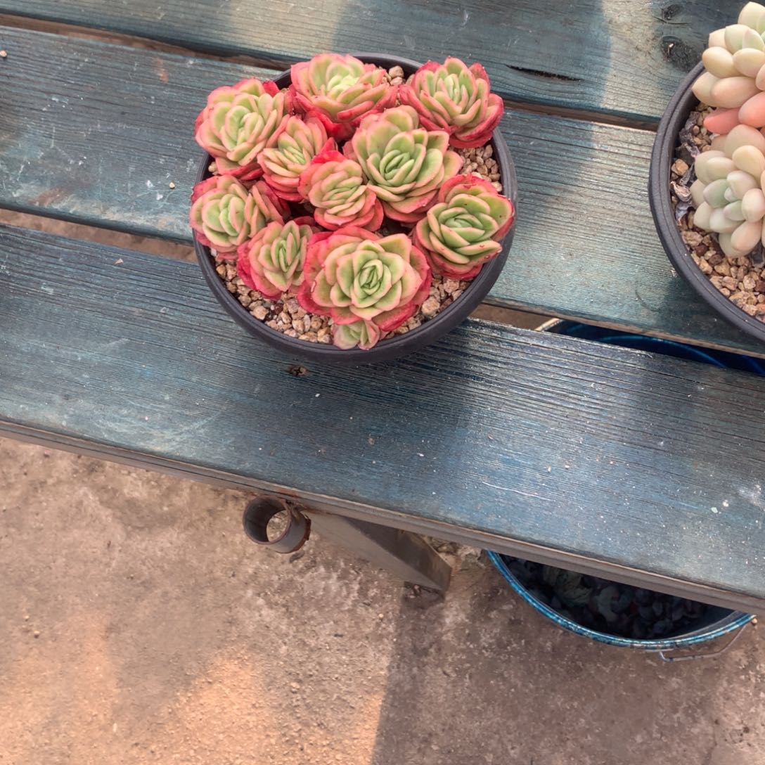 木***花一物一拍一物一拍