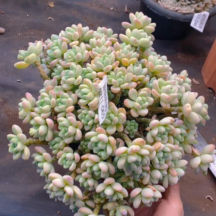 夏悦多肉0211-65劳尔