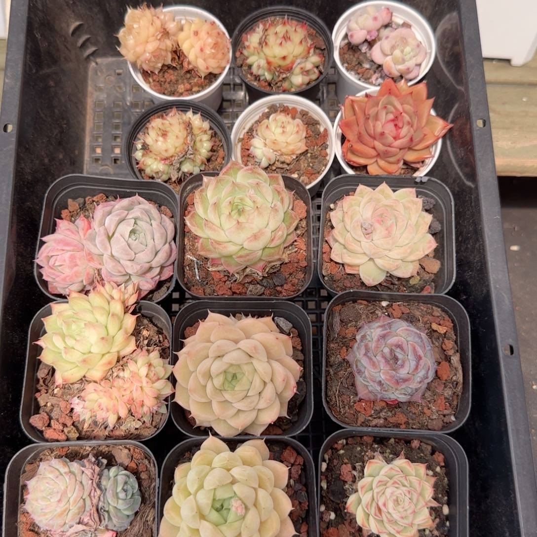 框拍框拍0210-141