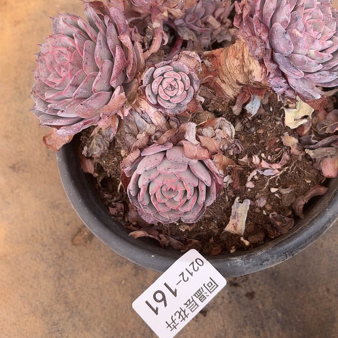 同温层多肉161劳伦斯