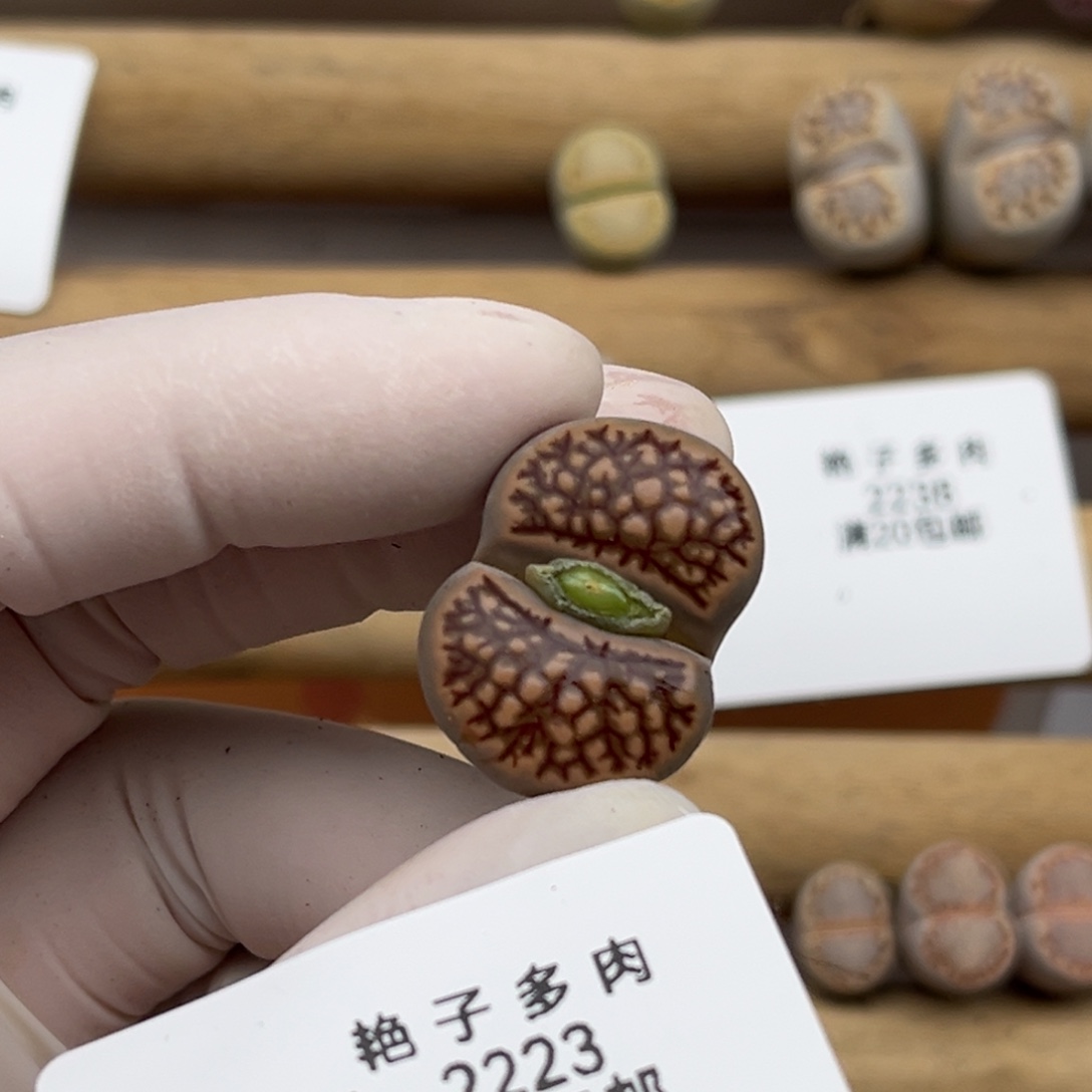 ****路2223号一棵特瘪的网格纹菊