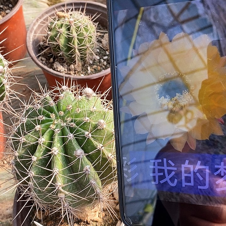 彩草我的梦/脱土脱盆20包邮/带花苞