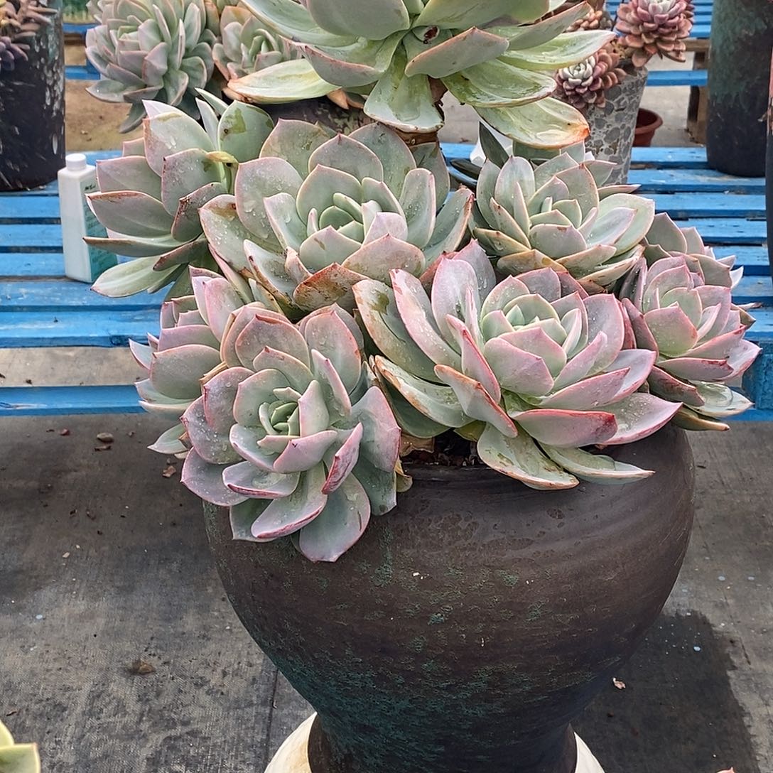 雪峰多肉植物物流自理