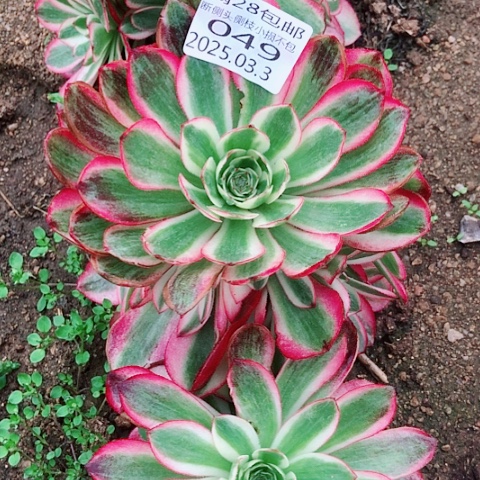 3.3-49倾城多肉植物