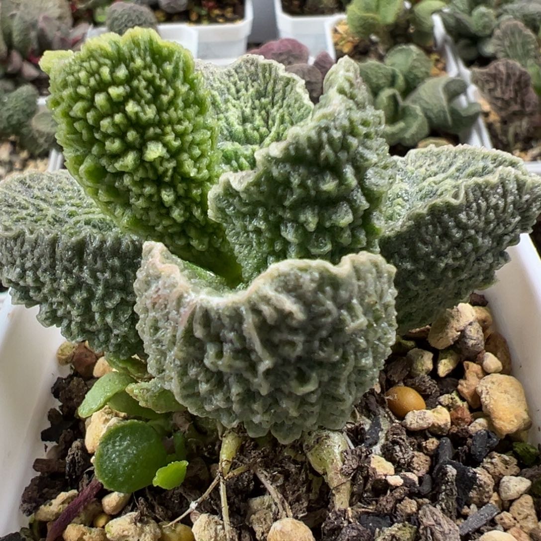 梅洛迪单头纯木质桩多肉植物