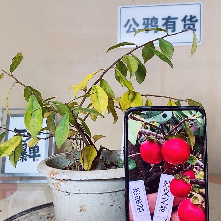 蓝****无花朵哈哈哈哈哈哈