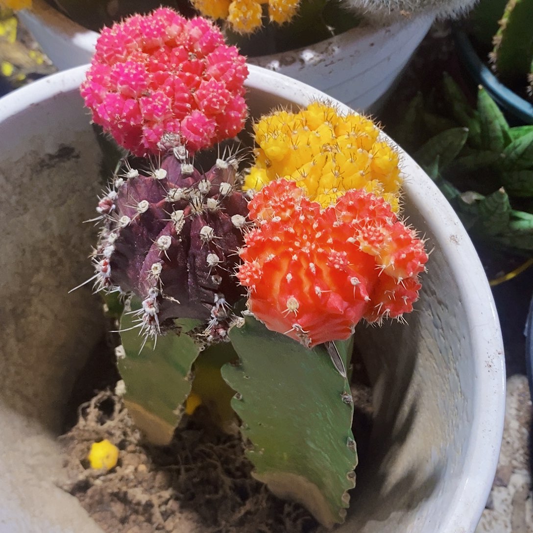 完全开放4合颜色11111111111111个