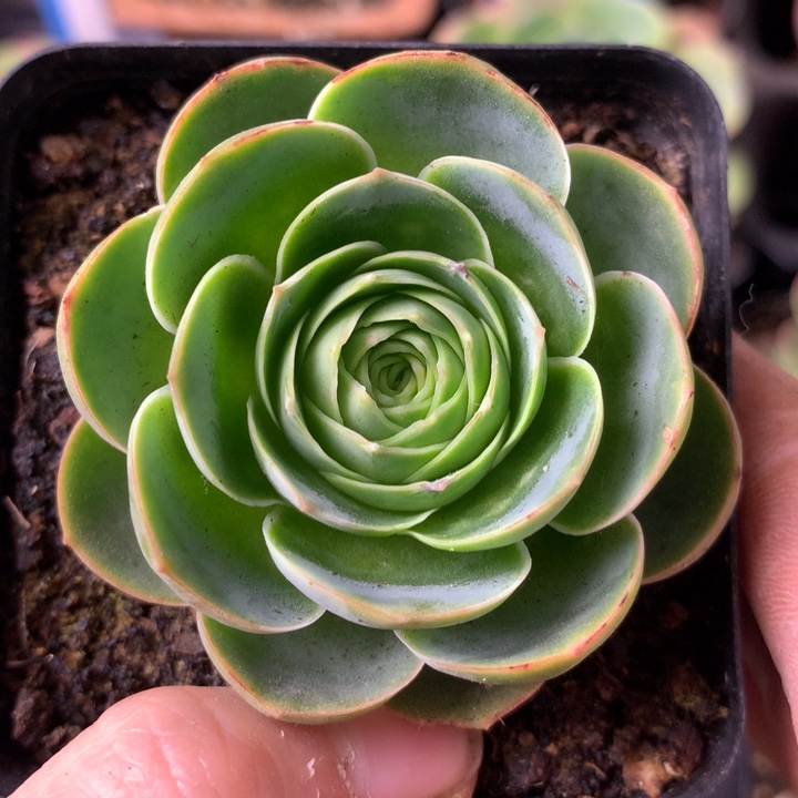 一物一拍星辰青染289