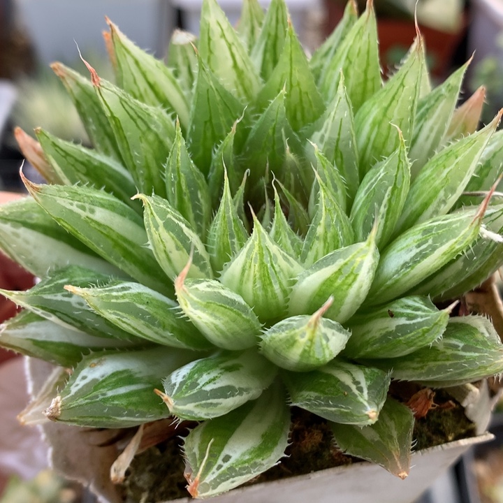 曲水锦带盆土发货