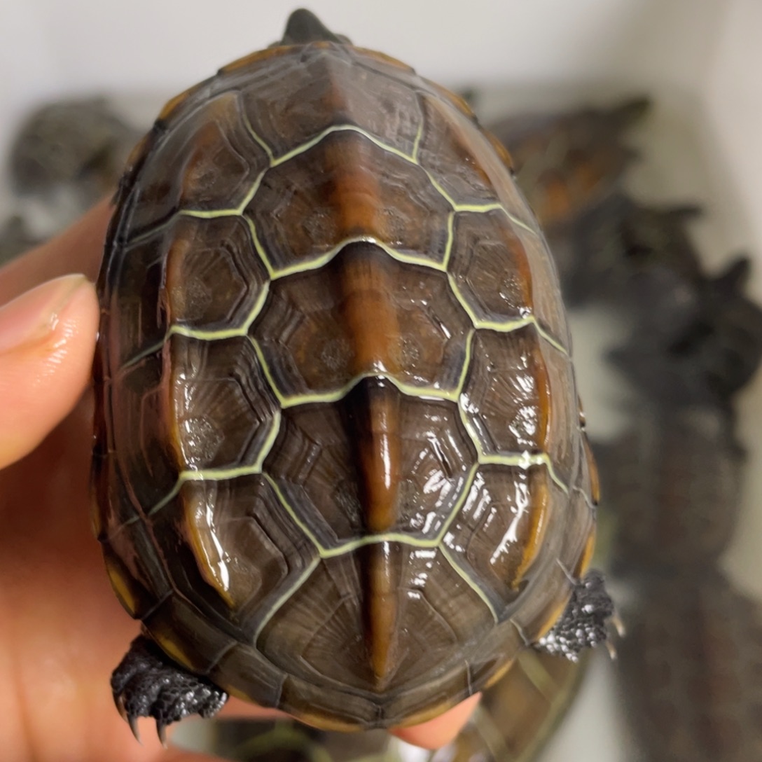 苏北金线冷水草龟