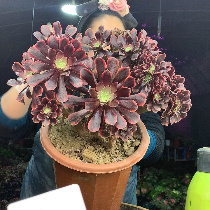 柒柒精品多肉脱土发货不包断侧枝S564