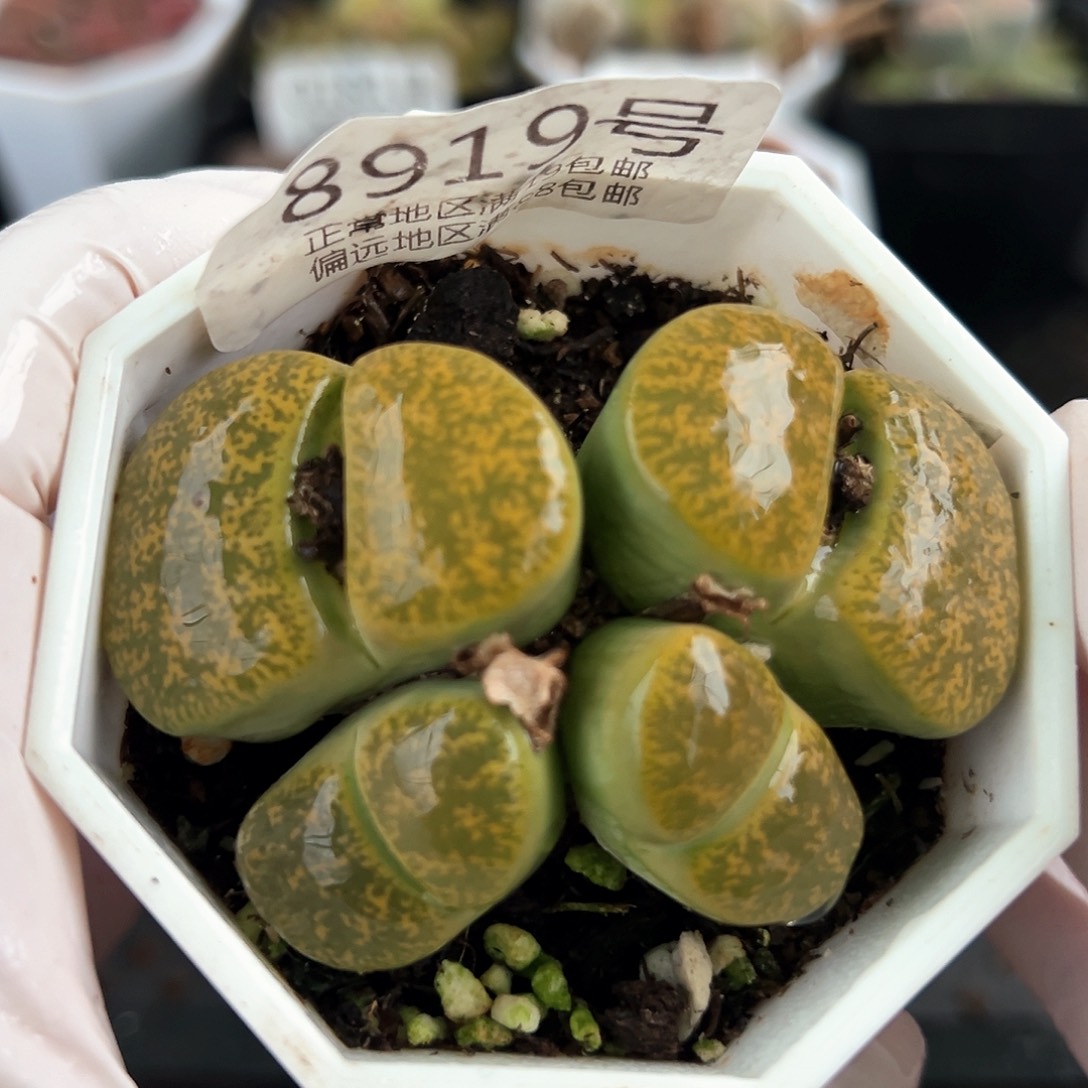 好养易活生石花大母本8919