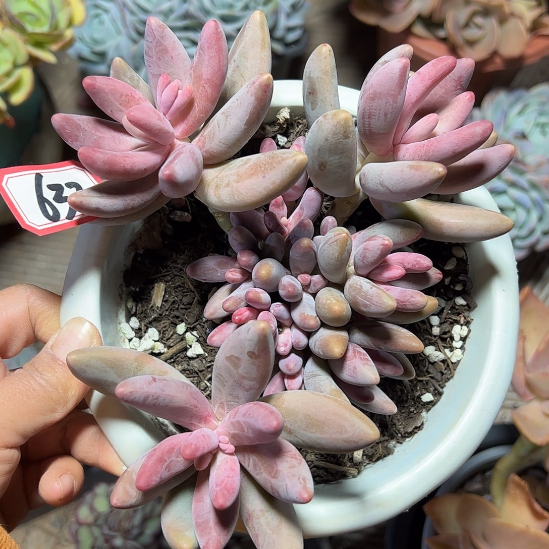 632号红手指，一物一拍