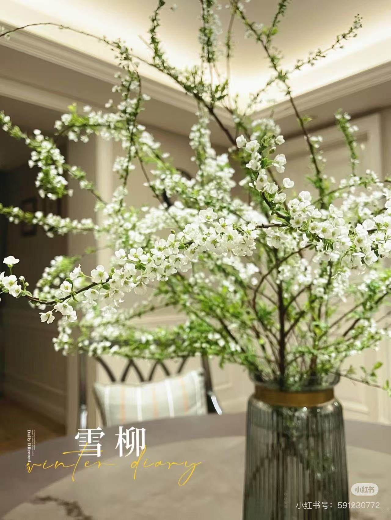 雪柳盆栽水养开花水培耐寒室内家居花卉绿植