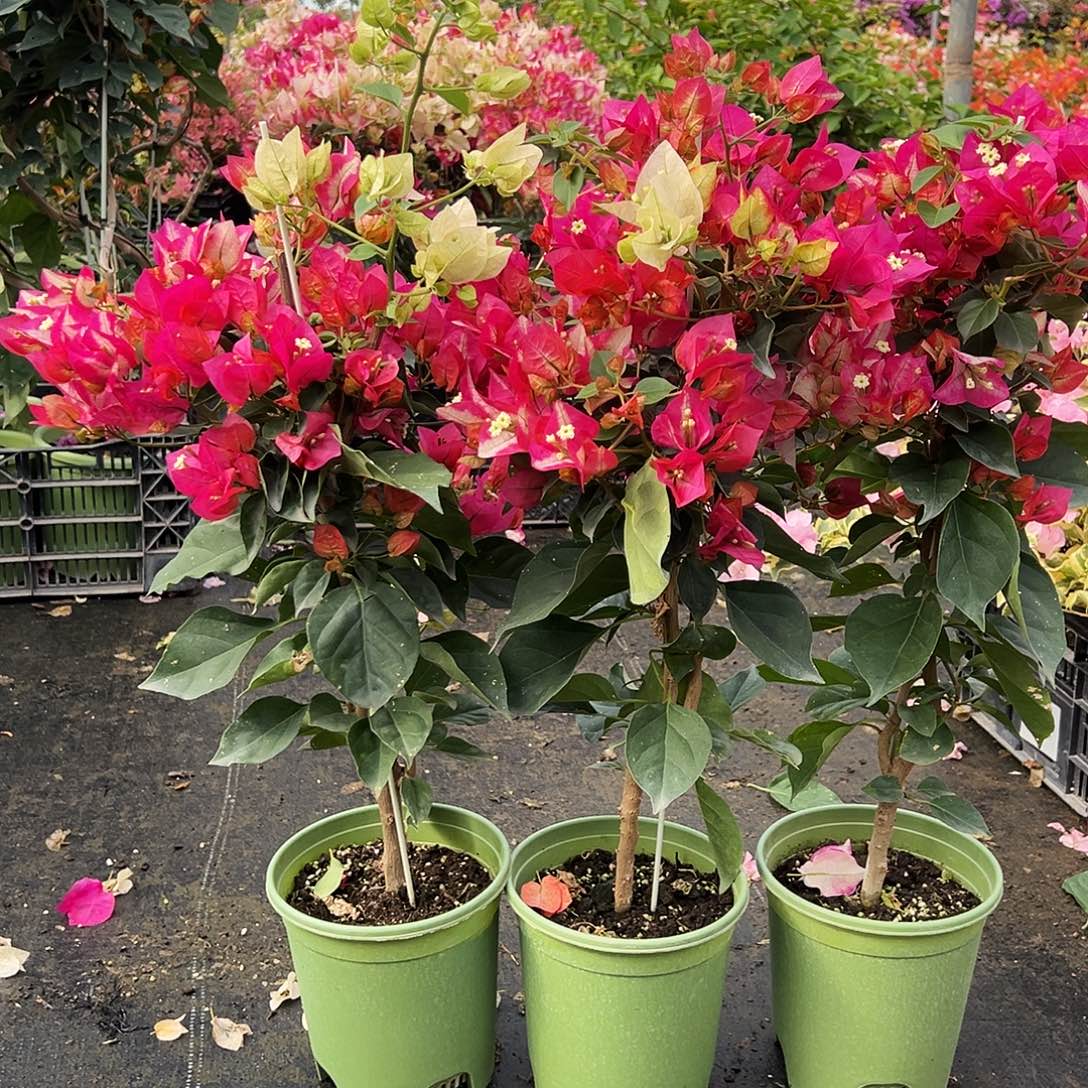 大部分花苞少量开放金娆带竹一颗49.9