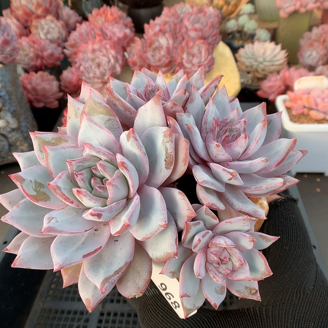 968蓝鸟多肉植物6666