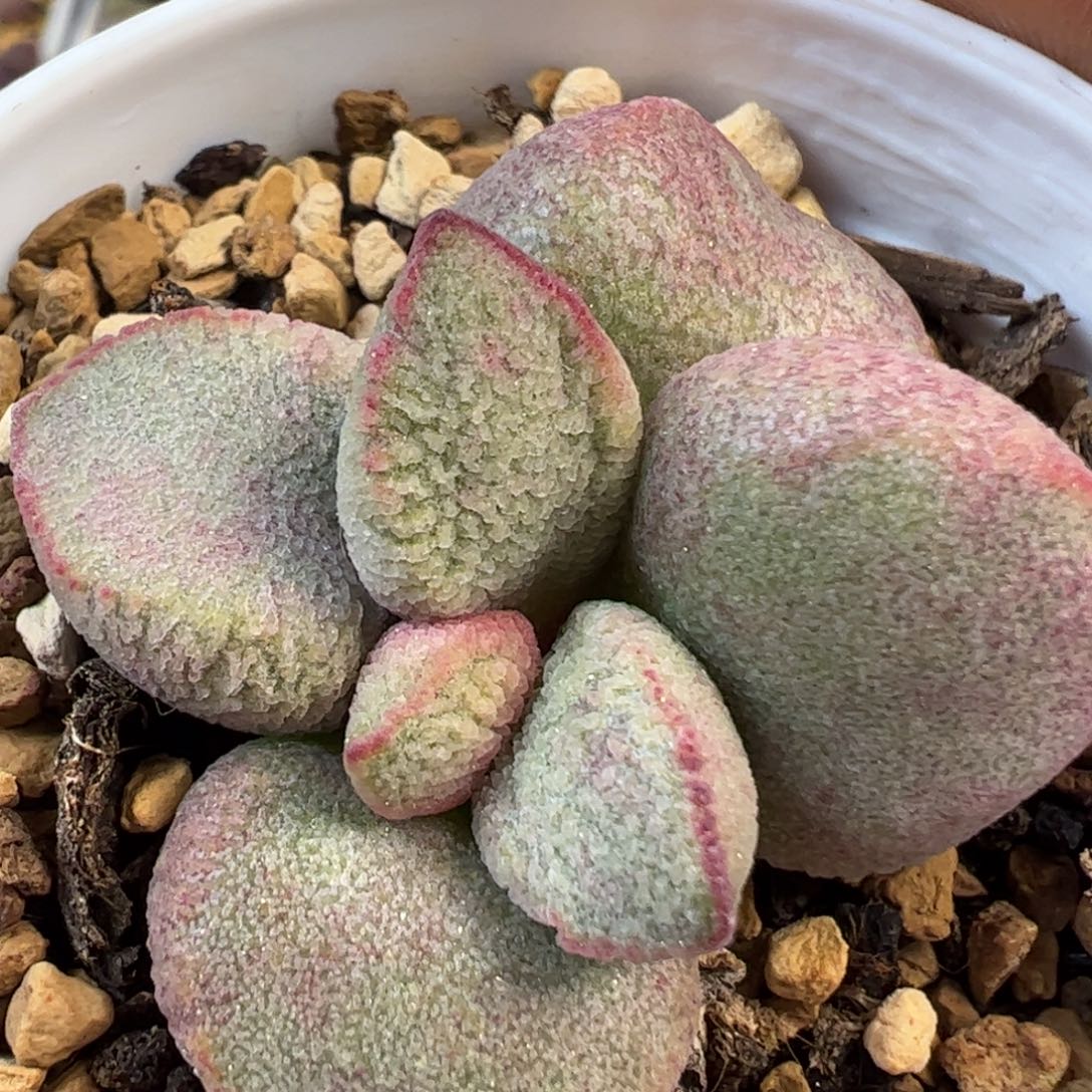 实生新品多肉植物水泡8号