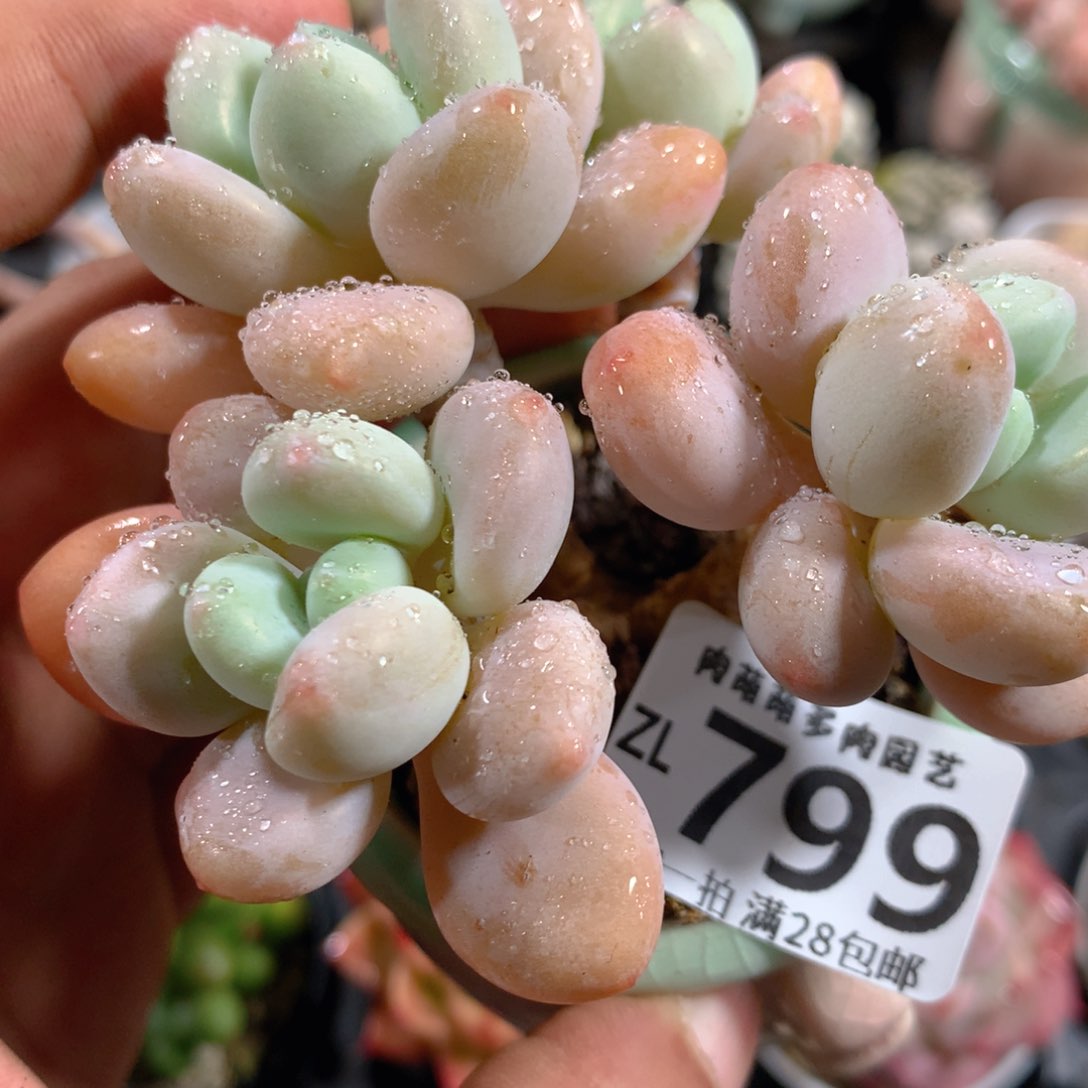 5CM拇指盆精控多肉ZL799