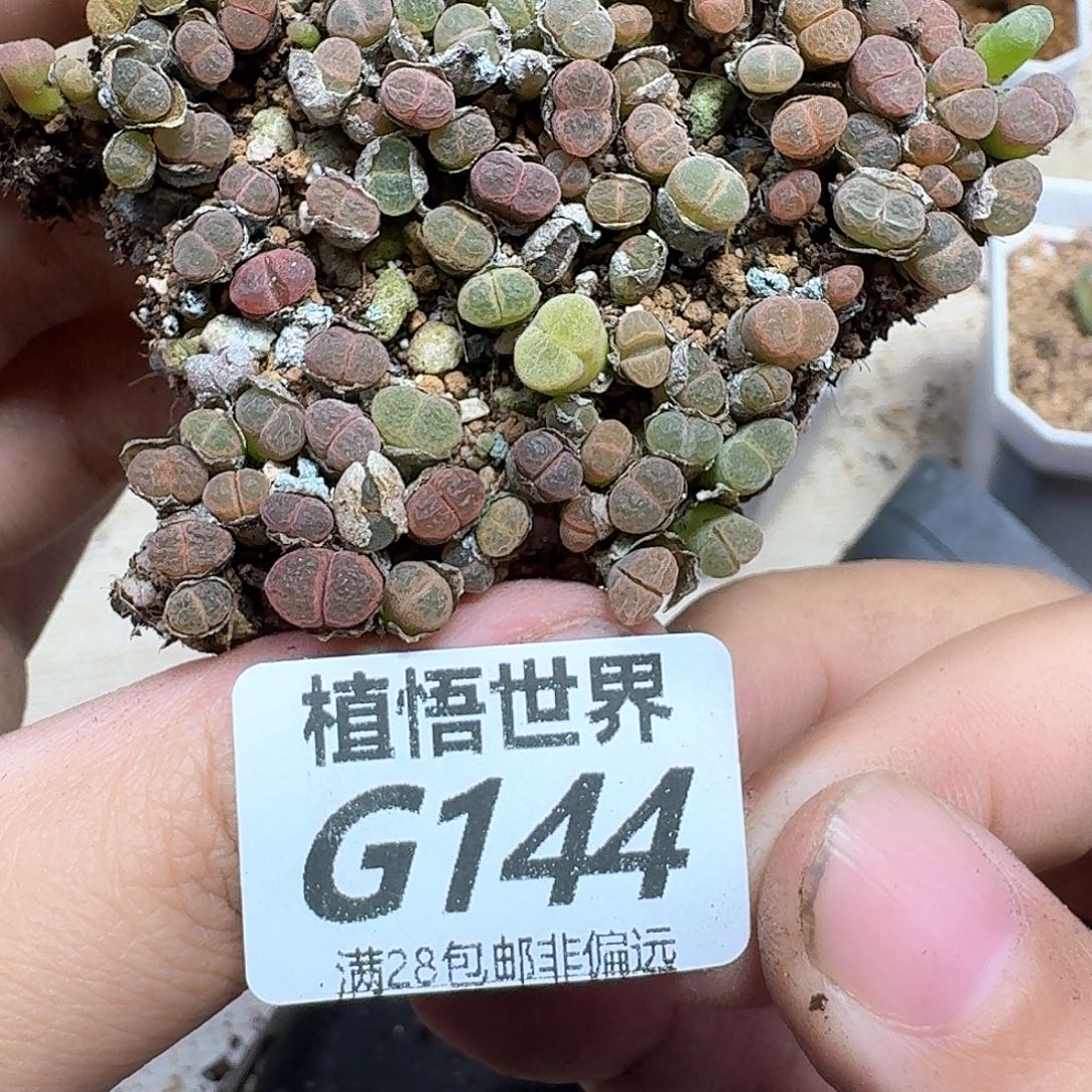 多肉植物的润泽fgbn