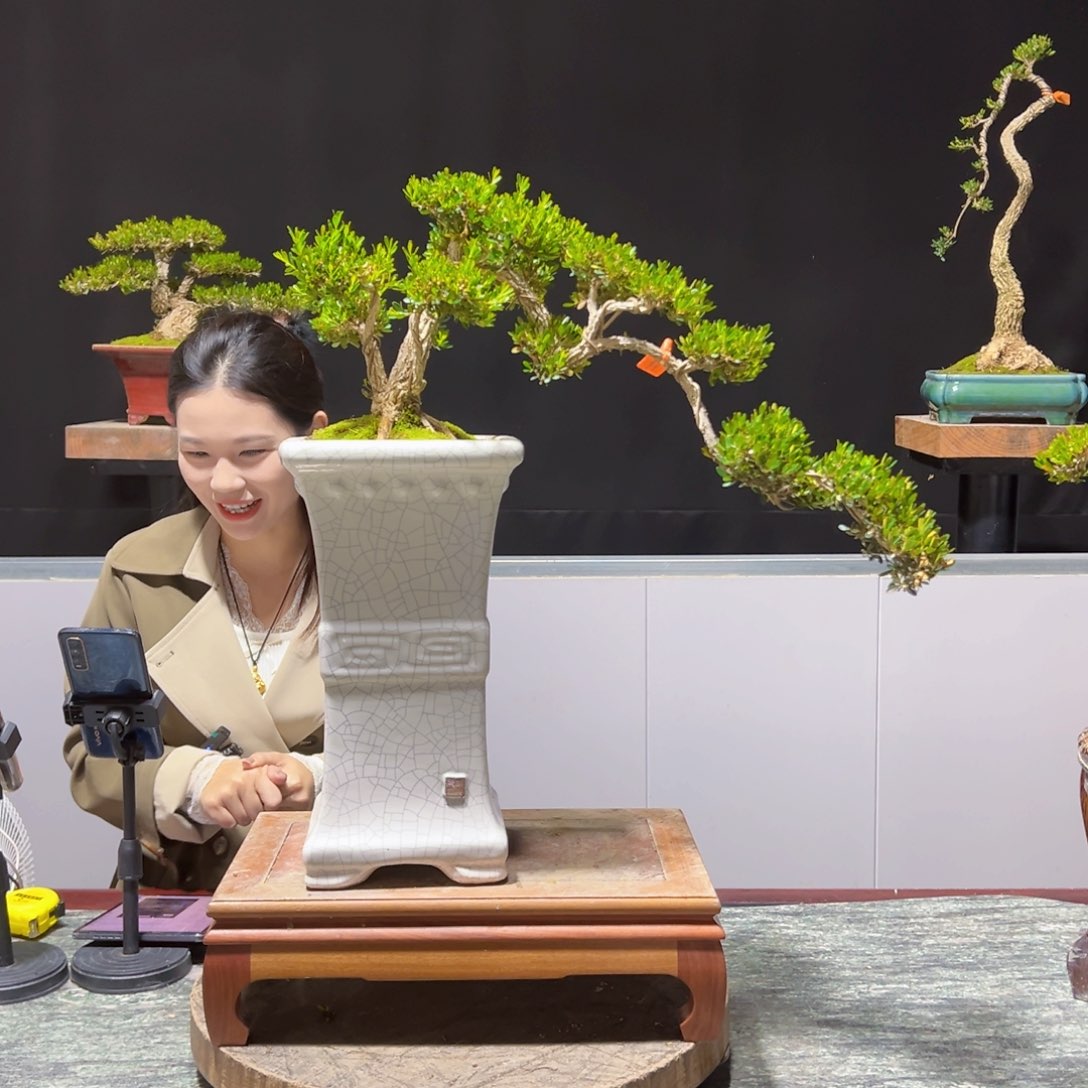 四季常青老桩黄杨盆景