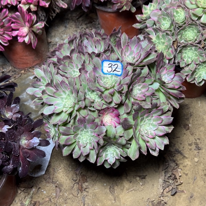 多肉植物莲花法师32