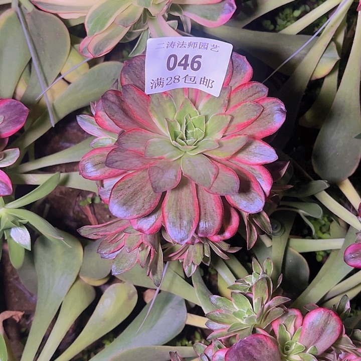 燕*046嫁接魅金锦多肉植物