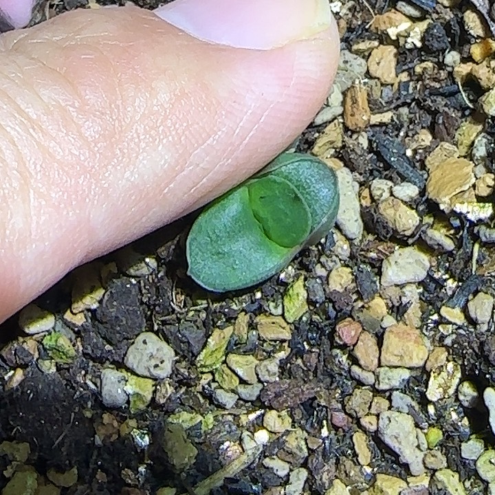 大折边隆骨叶插苗，可以长期寄养