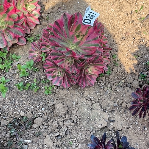 241女巫老桩不包断枝