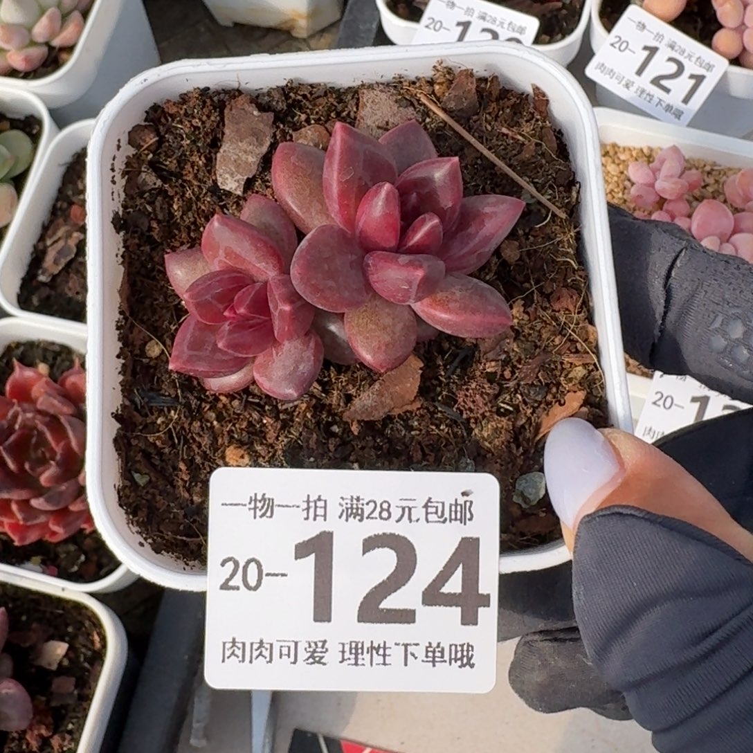 迷雾泡泡无盆土发货