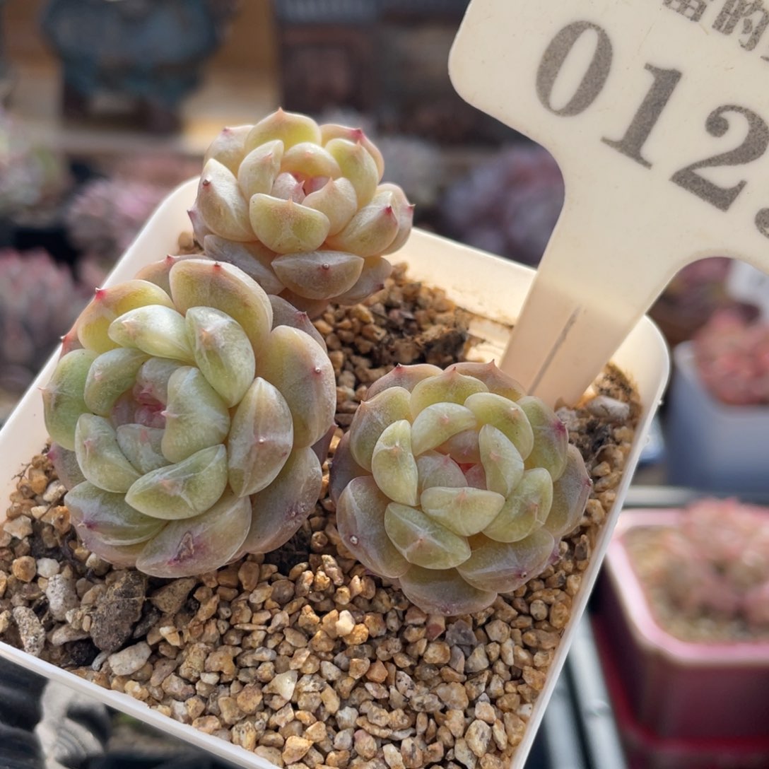 0129 白色恋人 6.5厘米