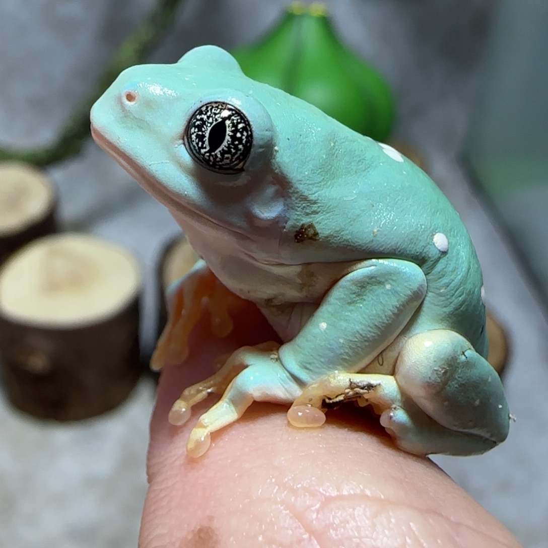 老爷树蛙进口星空眼墨西哥叶蛙