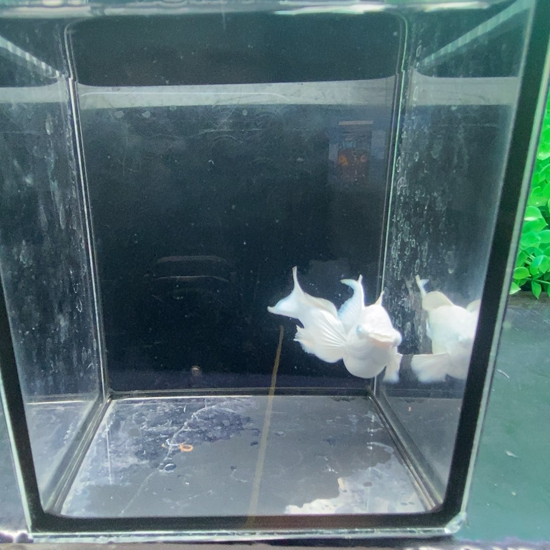 孔雀鱼瓷白大种鱼一对