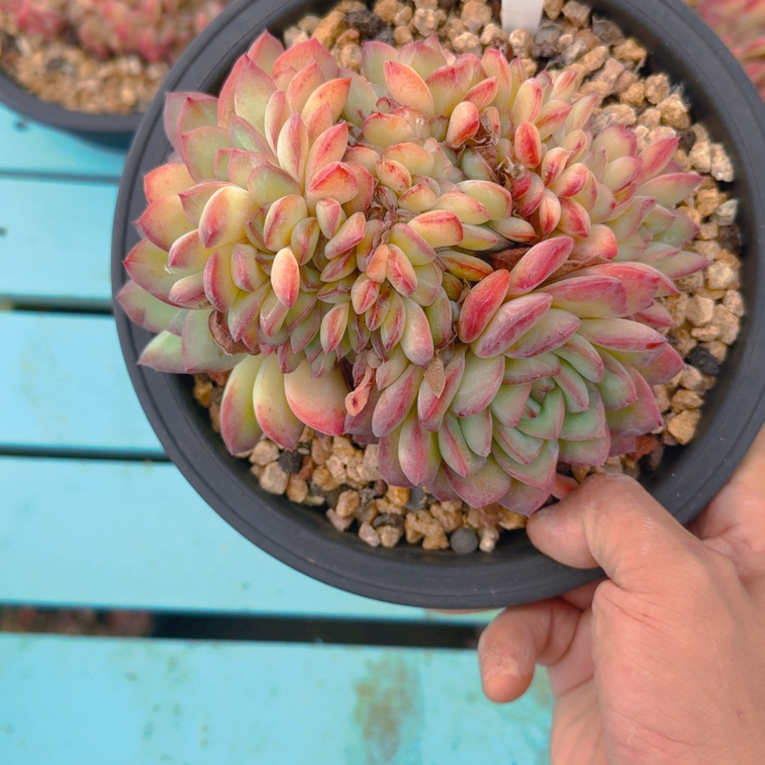 80好多肉1111111111111