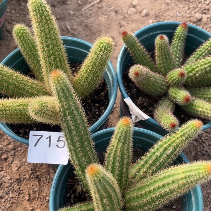 青***笑3个不同颜色金妞715