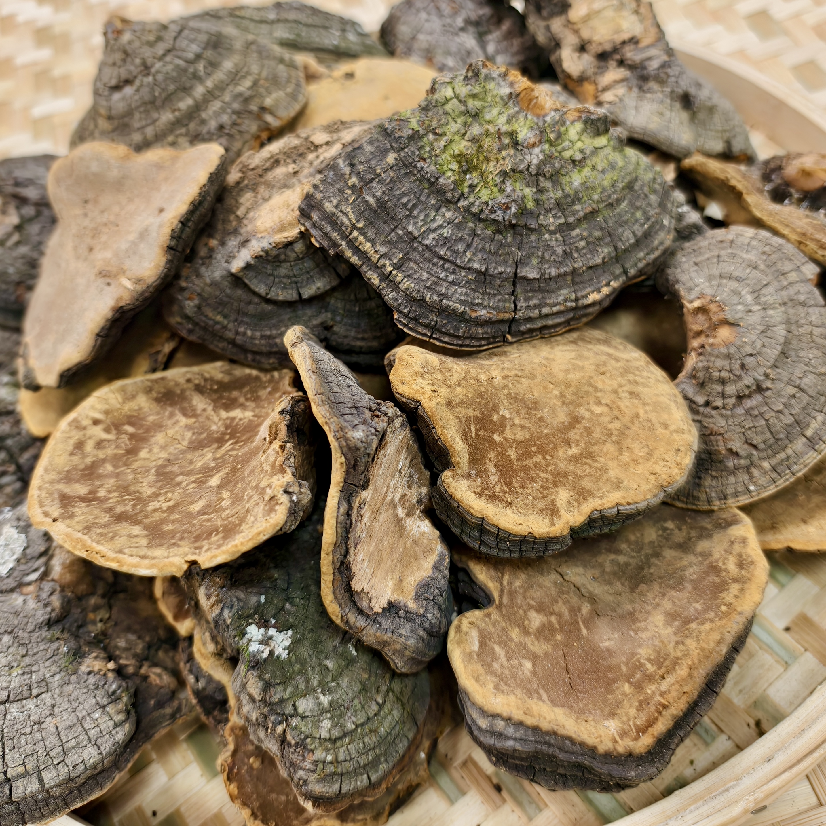 【雯姐专属】精品西藏桑芝菌菇500g 精美礼品袋包装 煲汤泡酒泡水