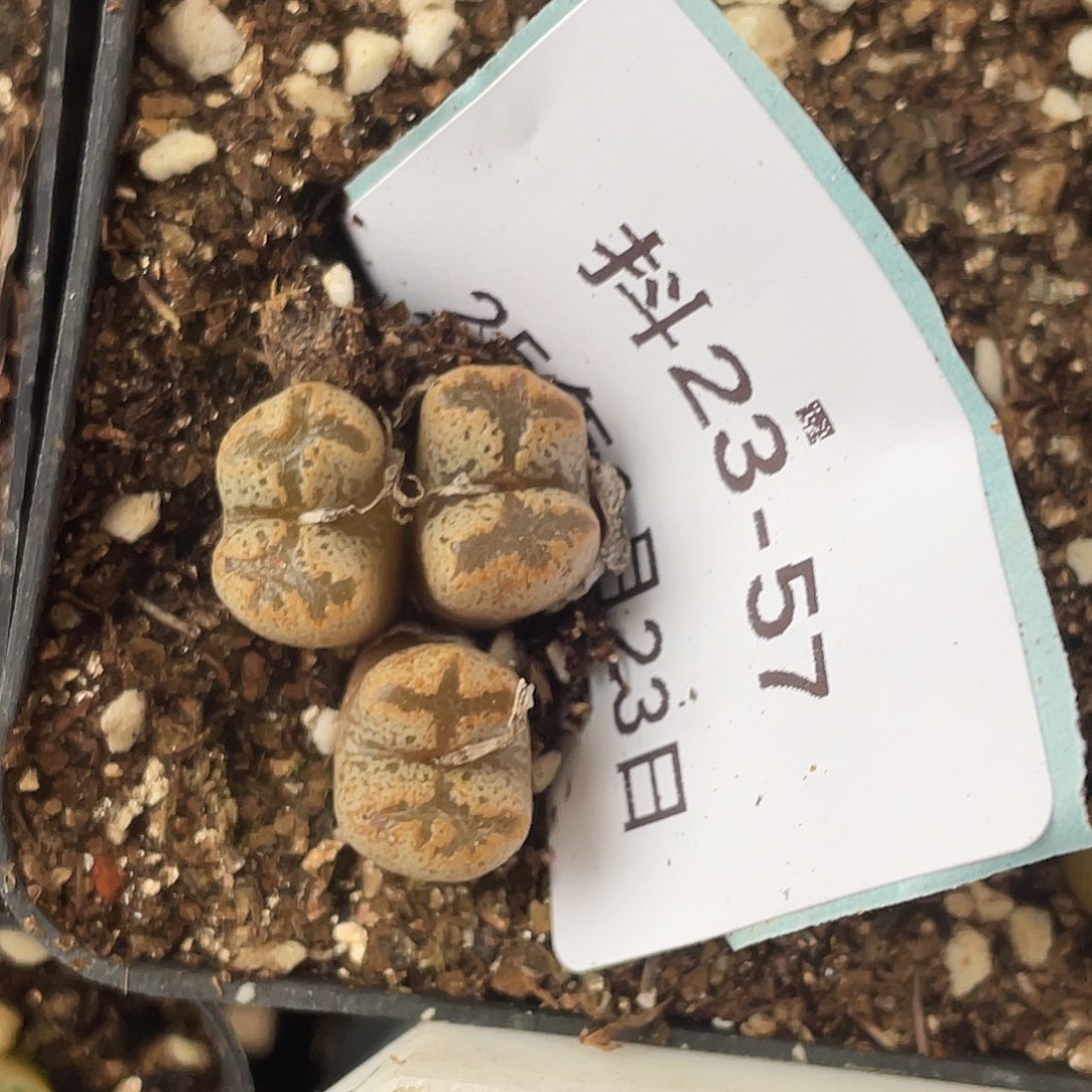 23-57勋章多肉植物