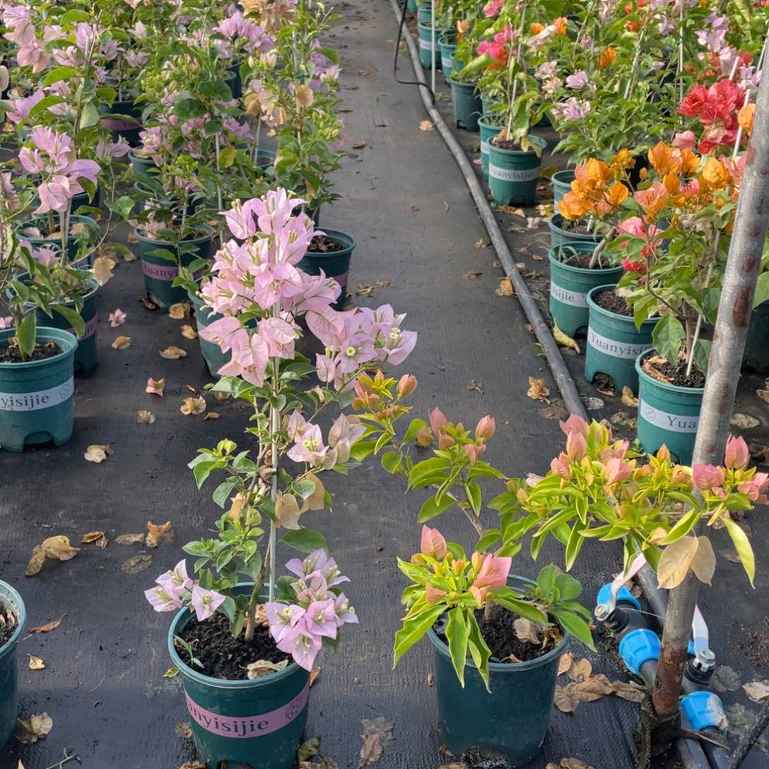 全部花朵丽娜+粉天使量拍