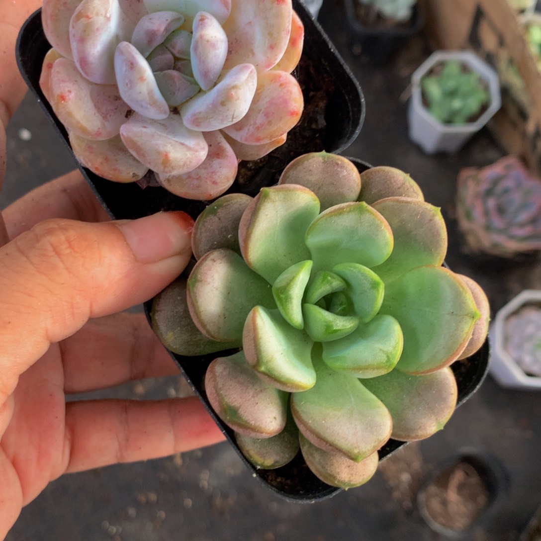 樱花粉   葡萄  （满9.99包邮不满9.99发叶子）