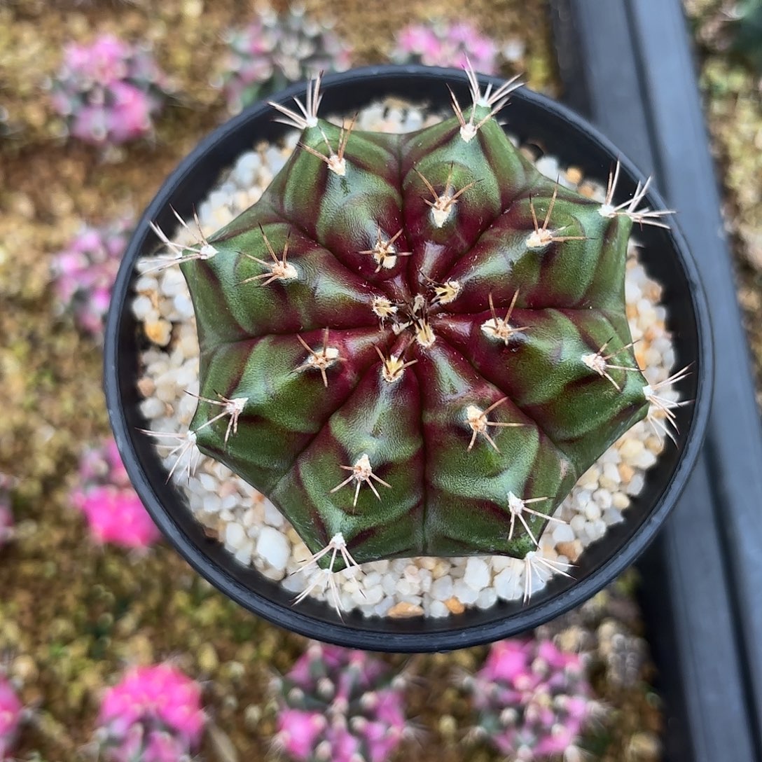 Z625-1104泰国米哈火星