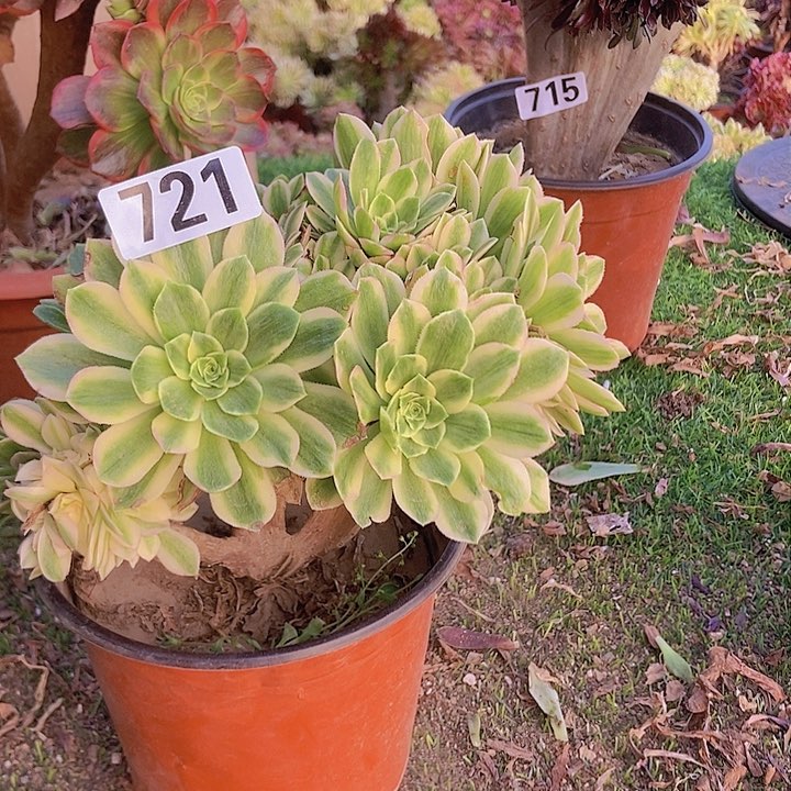 721颜宁老庄朵朵缀老有修边