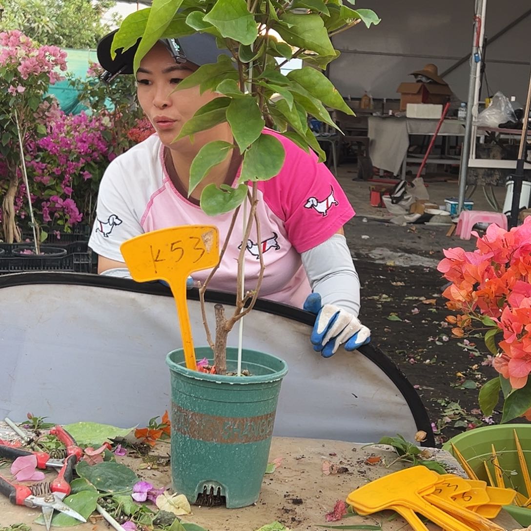 优***m大部分花苞少量开放K53波妹