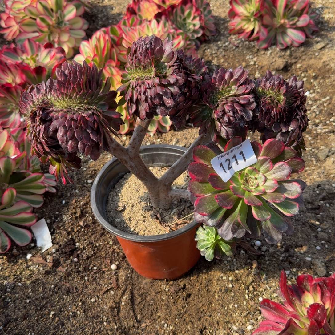 1211墨亚缀。多肉植物