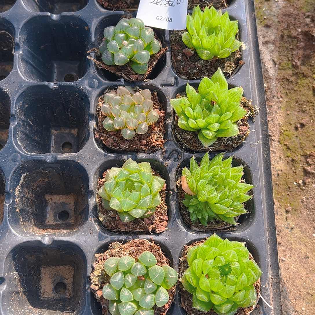 直播福利一物一拍81